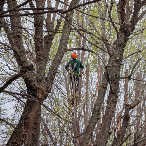 Tree Removal & Pruning